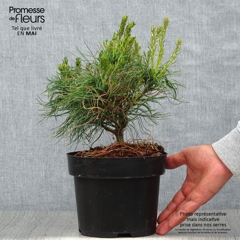 Example of Pinus strobus Tiny Kurls - Weymouths-Kiefer Topf mit 2L/3L as you get in printemps