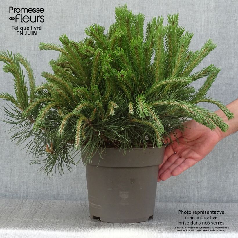 Exemplar von Pinus uncinata - Spirke Stück wie im Sommer geliefert