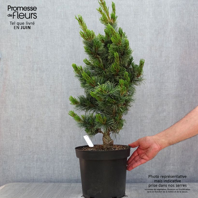 Example of Pinus parviflora Bergman - Mädchen-Kiefer Topf mit 7,5L/10L as you get in printemps