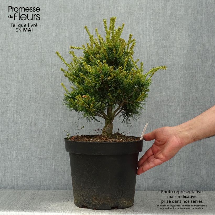 Exemplar von Pinus parviflora Kokuho - Mädchen-Kiefer Topf mit 7,5L/10L wie im Frühjahr geliefert