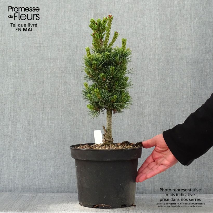 Exemplar von Pinus cembra Compacta Glauca - Zirbel-Kiefer Topf mit 4L/5L wie im Frühjahr geliefert