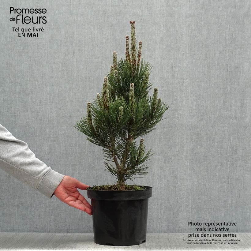 Example of Pinus heldreichii Malinkii - Schlangenhaut-Kiefer Topf mit 7,5L/10L as you get in printemps