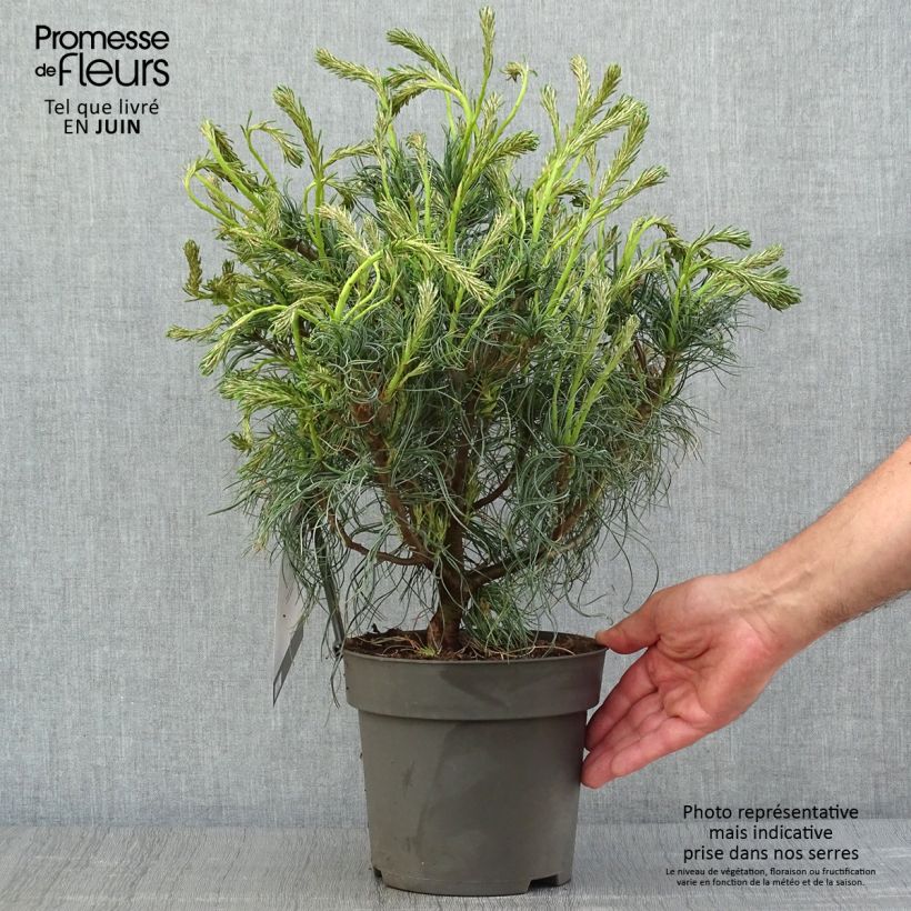 Exemplar von Pinus strobus Green Twist - Weymouths-Kiefer Topf mit 2L/3L wie im Sommer geliefert