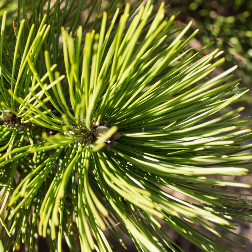 Pinus heldreichii Compact Gem - Schlangenhaut-Kiefer (Foliage)