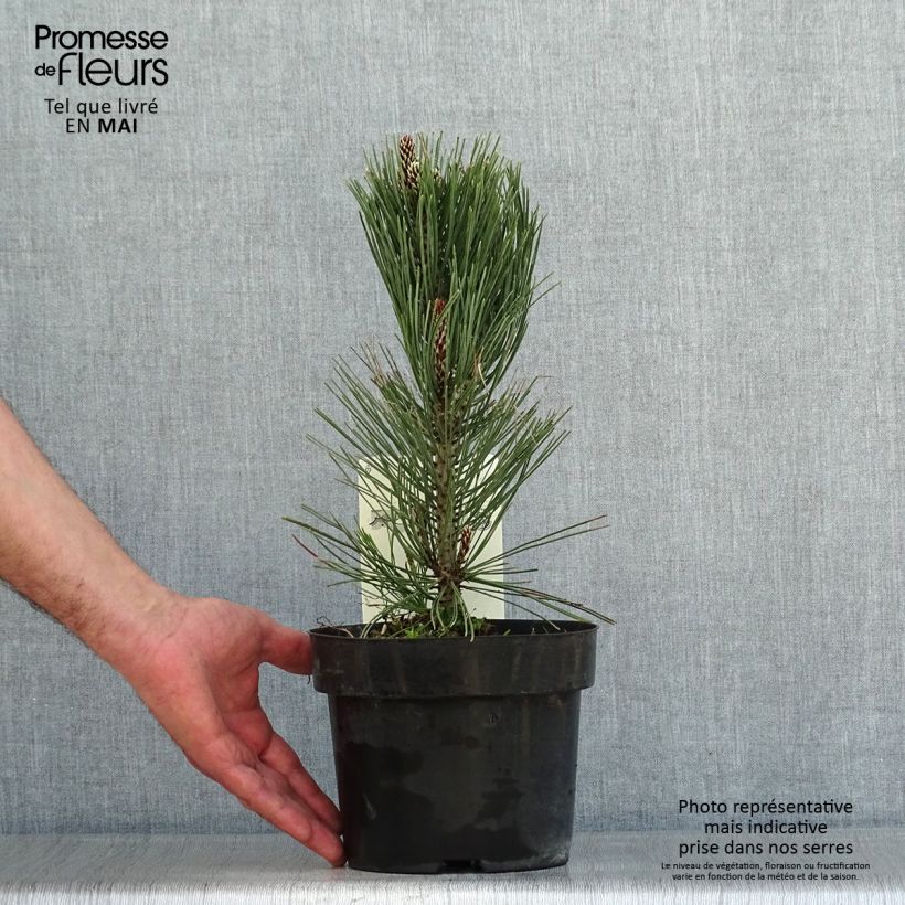 Example of Pinus heldreichii Compact Gem - Schlangenhaut-Kiefer Topf mit 2L/3L as you get in printemps