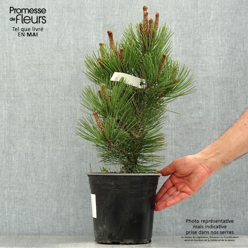 Example of Pinus heldreichii Compact Gem - Schlangenhaut-Kiefer Topf mit 4L/5L as you get in printemps