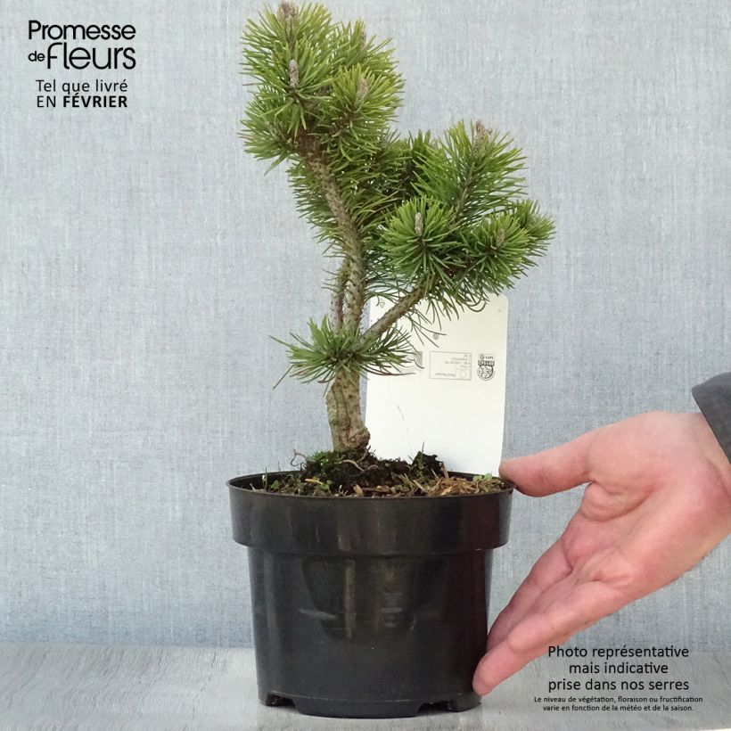Example of Pinus mugo Mops Gold - Bergkiefer Topf mit 2L/3L as you get in hiver