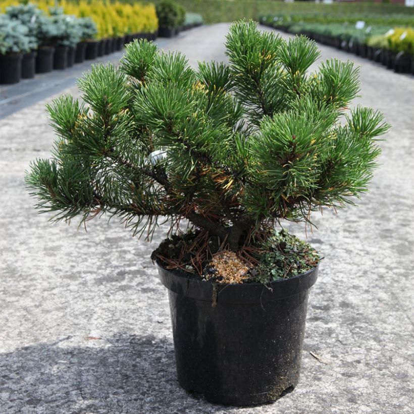 Pinus mugo Carstens Wintergold - Bergkiefer (Wuchs)