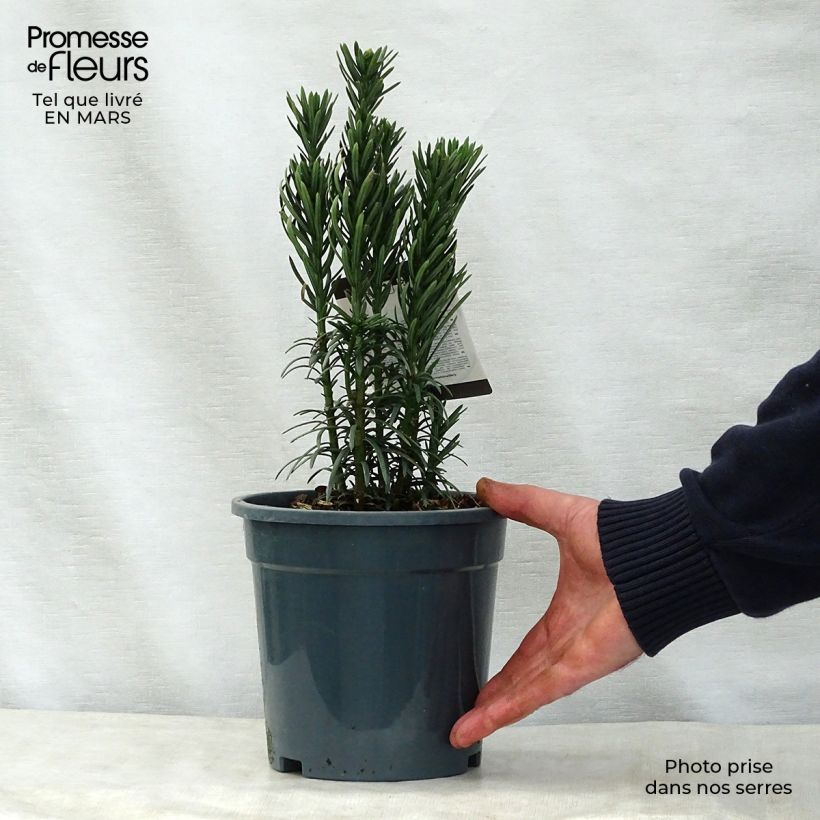 Example of Cephalotaxus harringtonia Fastigiata - Harringtons Kopfeibe Topf mit 2L/3L as you get in printemps
