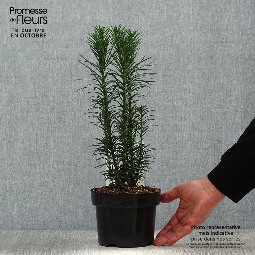 Exemplar von Cephalotaxus harringtonia Fastigiata - Harringtons Kopfeibe Topf mit 2L/3L wie im Herbst geliefert