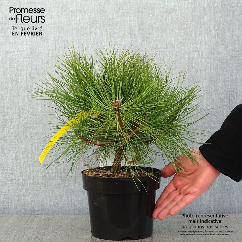 Exemplar von Pinus nigra Marie Brégeon - Schwarzkiefer Topf mit 2L/3L wie im Winter geliefert