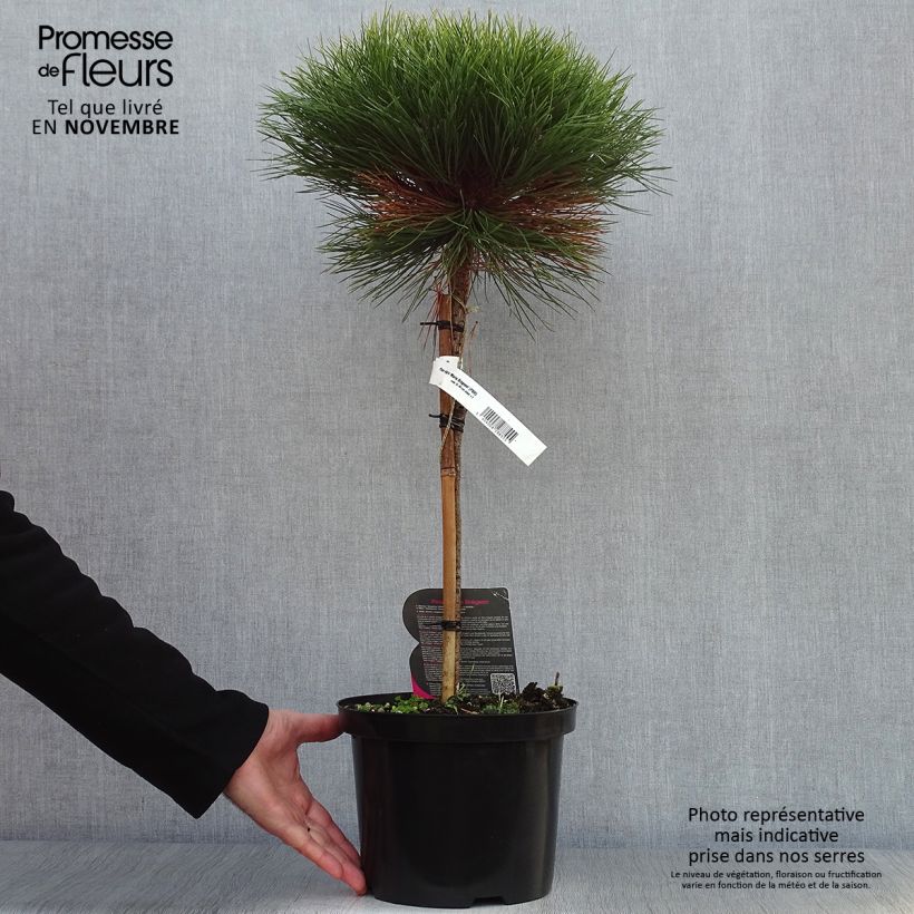Exemplar von Pinus nigra Marie Brégeon - Schwarzkiefer Topf mit 4L/5L, Stamm wie im Herbst geliefert