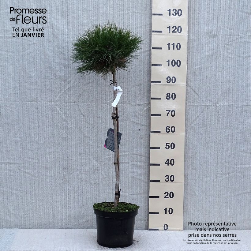 Exemplar von Pin noir - Pinus nigra Marie Brégeon Pot de 7,5L/10L, Demi-Tige, Demi-tige/ Tige de 70/80 cm wie im Winter geliefert
