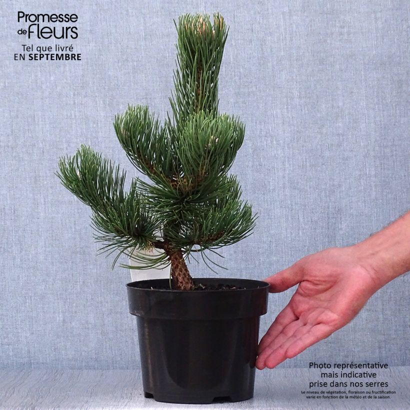 Exemplar von Pinus nigra Oregon Green - Schwarzkiefer Topf mit 2L/3L wie im Herbst geliefert