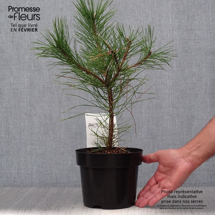 Exemplar von Pinus nigra nigra - Schwarzkiefer Topf mit 2L/3L wie im Herbst geliefert