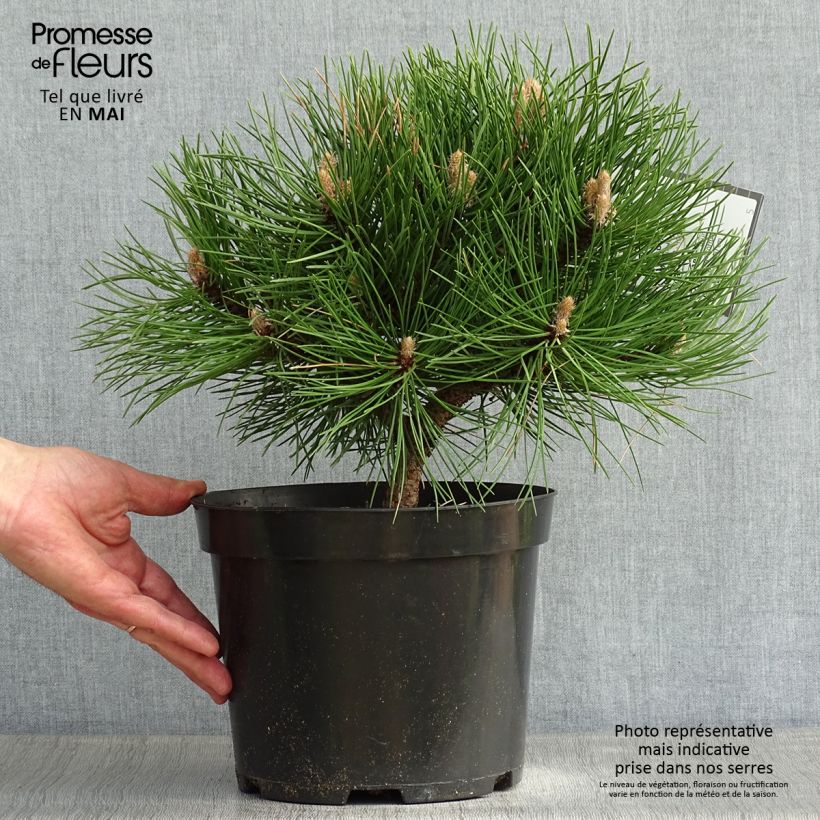 Example of Pinus nigra 'Nana' - Schwarzkiefer Topf mit 7,5L/10L as you get in printemps