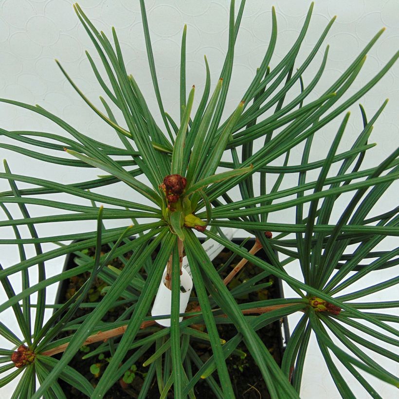 Sciadopitys verticillata - Japanische Schirmtanne (Foliage)