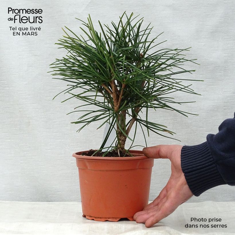 Example of Sciadopitys verticillata - Japanische Schirmtanne Topf mit 2L/3L as you get in printemps