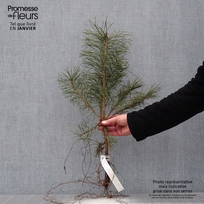 Exemplar von Pinus sylvestris - Wald-Kiefer Wurzelnackt wie im Winter geliefert