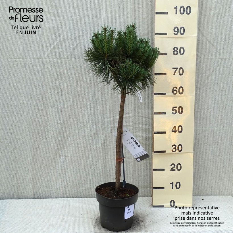 Exemplar von Pinus sylvestris Chantry Blue - Wald-Kiefer Stück, Stamm wie im Sommer geliefert