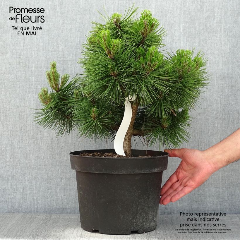 Exemplar von Pinus densiflora Jane Kluis - Japanische Kiefer Topf mit 7,5L/10L wie im Frühjahr geliefert