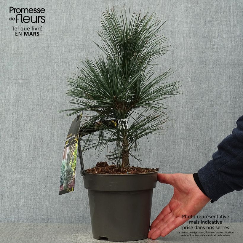 Exemplar von Pinus flexilis Vanderwolfs Pyramid - Biegsame Kiefer Topf mit 2L/3L wie im Frühjahr geliefert