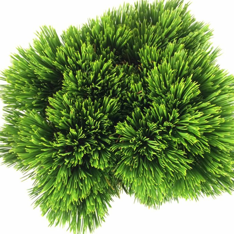 Pinus heldreichii Schmidtii - Schlangenhaut-Kiefer (Foliage)