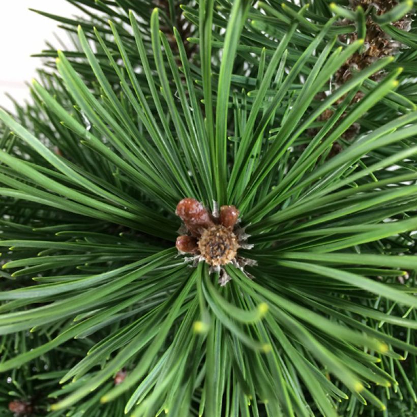 Pinus mugo Green Column - Bergkiefer (Foliage)