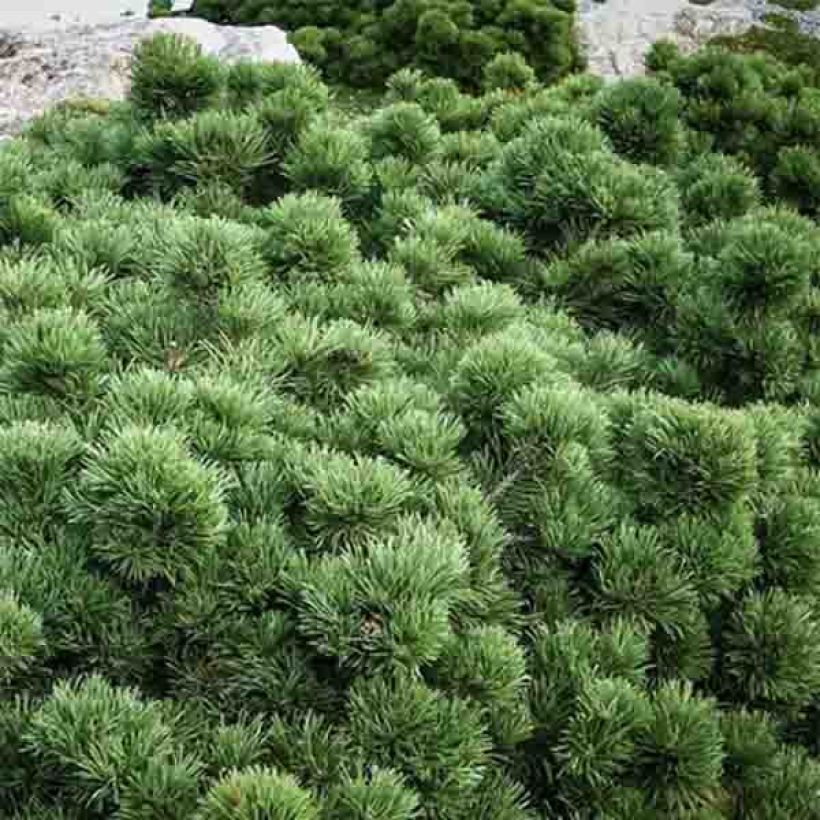 Pinus mugo Lilliput - Bergkiefer (Foliage)