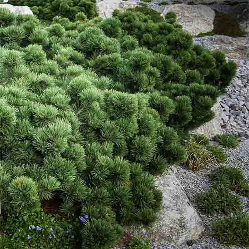 Pinus mugo Lilliput - Bergkiefer (Plant habit)
