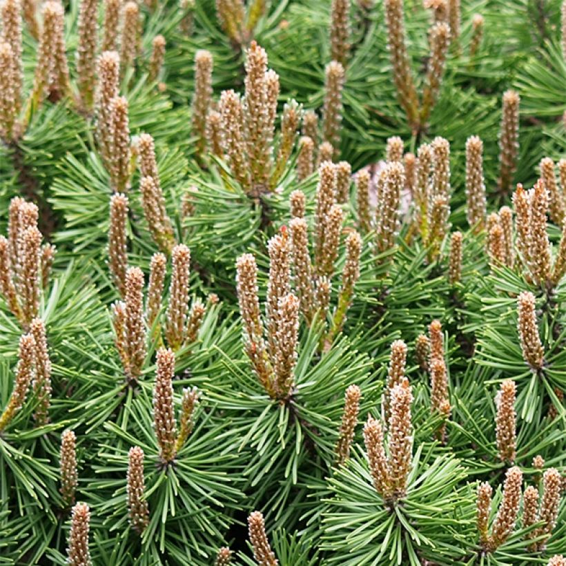 Pinus mugo Mops - Bergkiefer (Plant habit)
