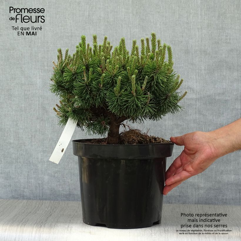 Example of Pinus mugo Mops - Bergkiefer Topf mit 4L/5L as you get in printemps