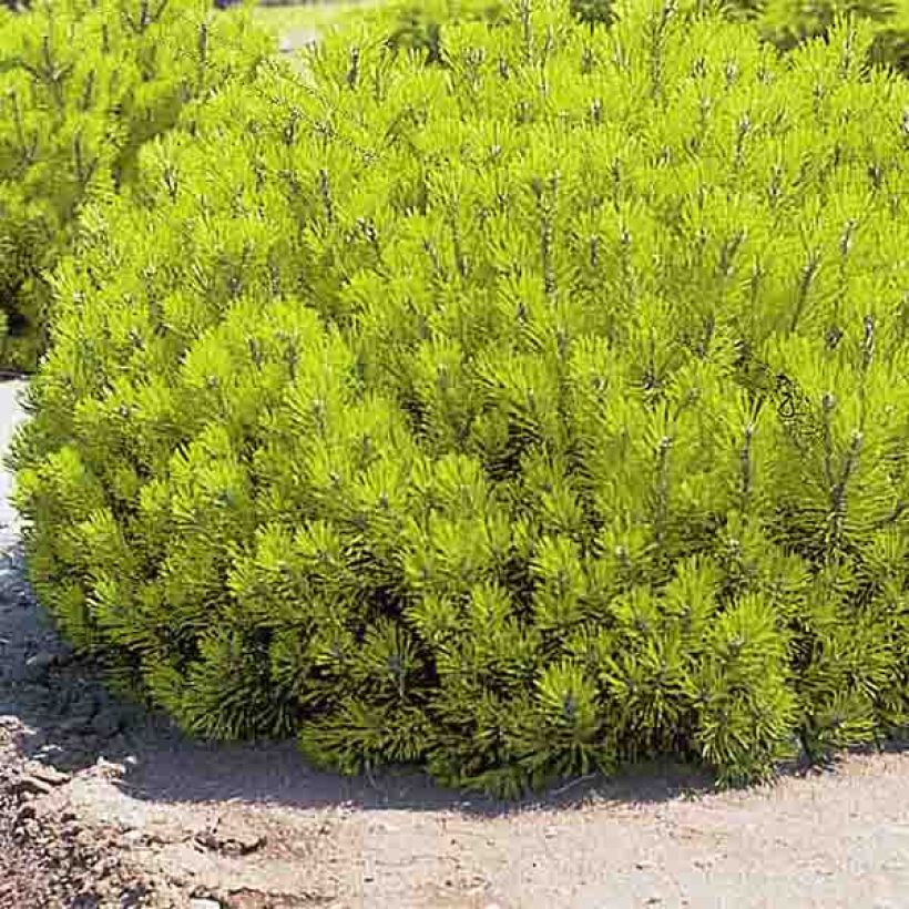 Pinus mugo Ophir - Bergkiefer (Plant habit)