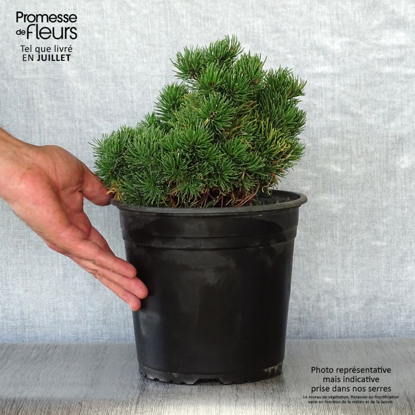 Exemplar von Pinus mugo Picobello - Bergkiefer Topf mit 2L/3L wie im Sommer geliefert