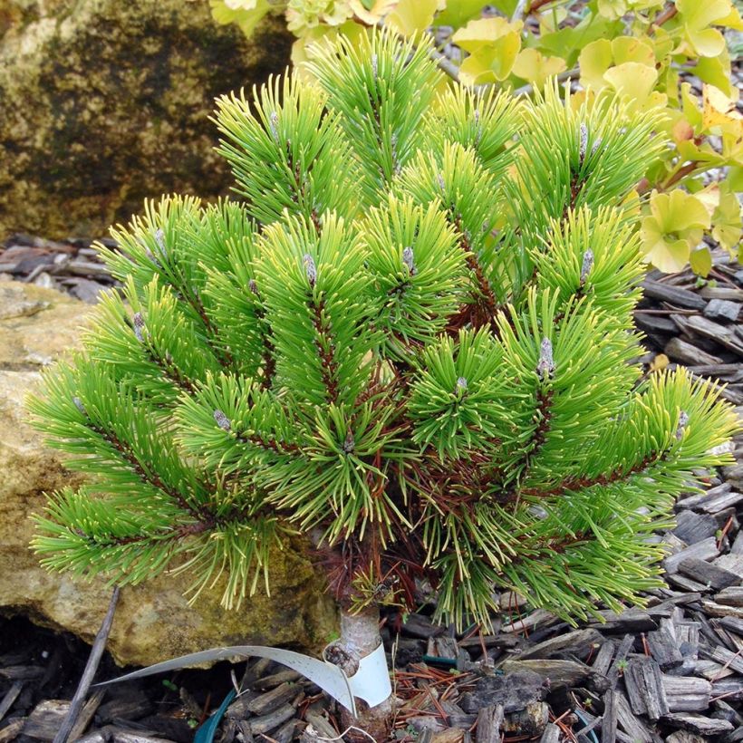 Pinus mugo Winter Gold - Bergkiefer (Wuchs)