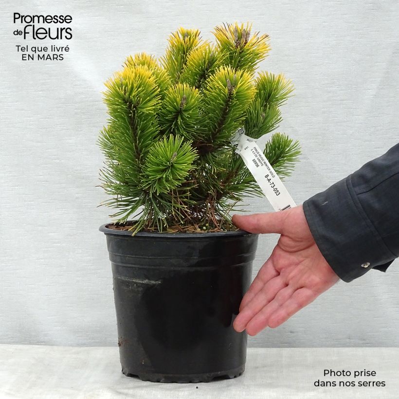 Exemplar von Pinus mugo Winter Gold - Bergkiefer Topf mit 2L/3L wie im Frühjahr geliefert