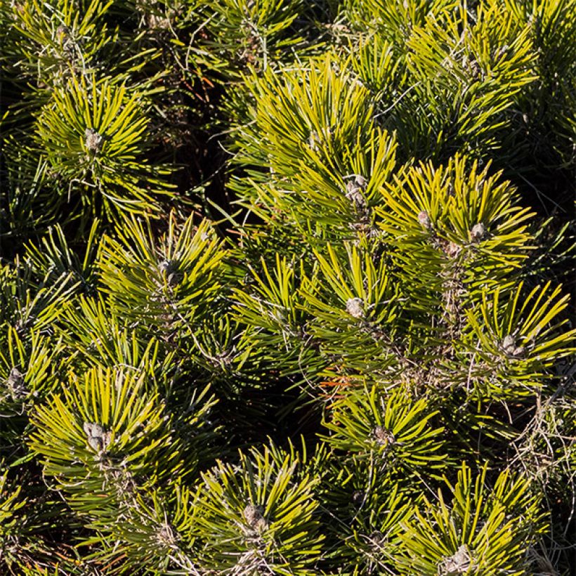 Pinus mugo var.pumilio - Niedrige Krüppelkiefer (Foliage)