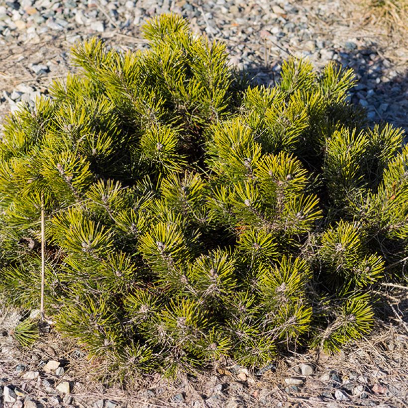 Pinus mugo var.pumilio - Niedrige Krüppelkiefer (Plant habit)