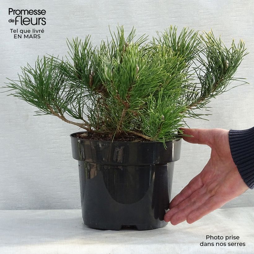 Example of Pinus mugo var.pumilio - Niedrige Krüppelkiefer Topf mit 2L/3L as you get in printemps