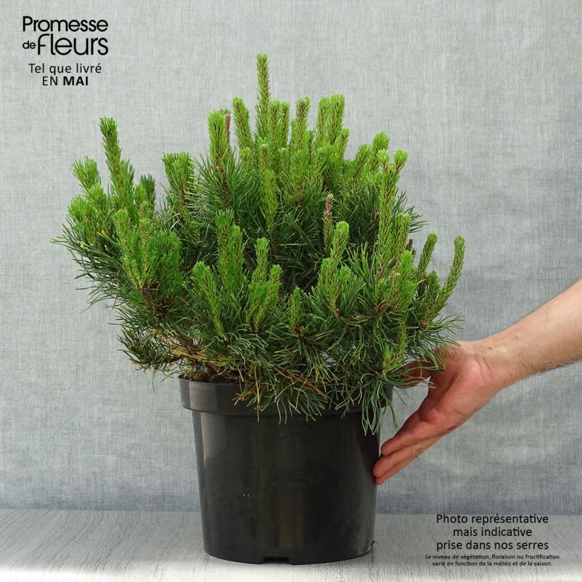 Example of Pinus mugo var.pumilio - Niedrige Krüppelkiefer Topf mit 7,5L/10L as you get in printemps