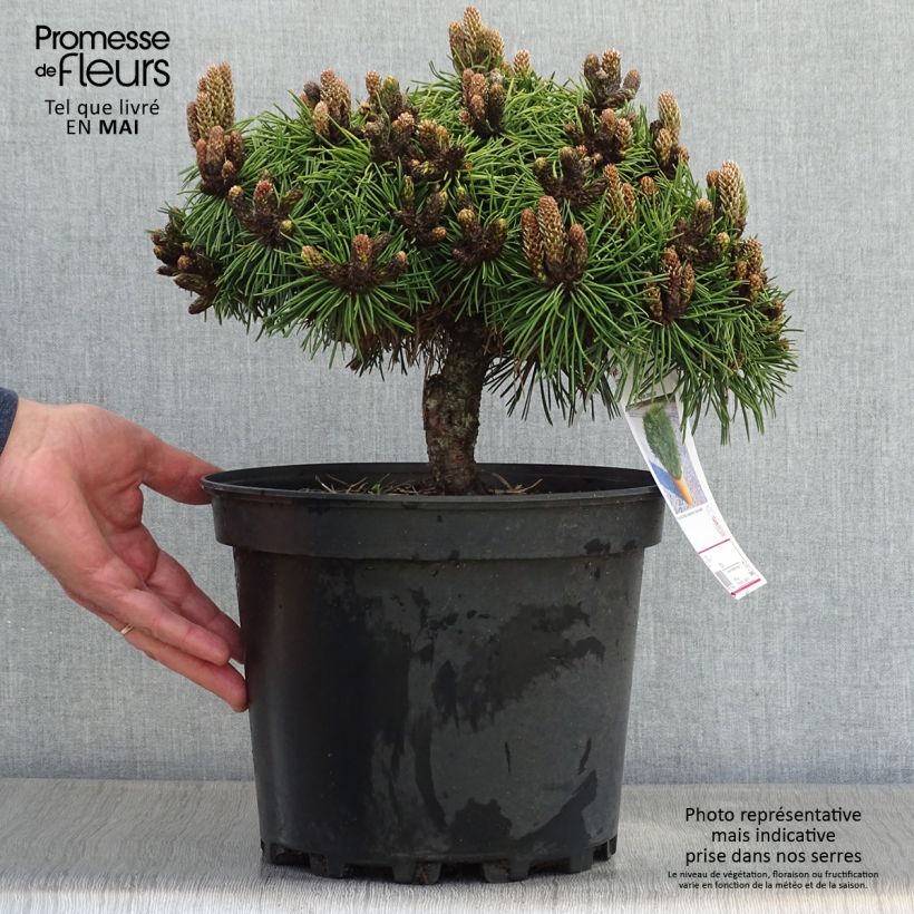 Example of Pinus nigra Agnes Brégeon - Schwarzkiefer Topf mit 6L/7L as you get in printemps