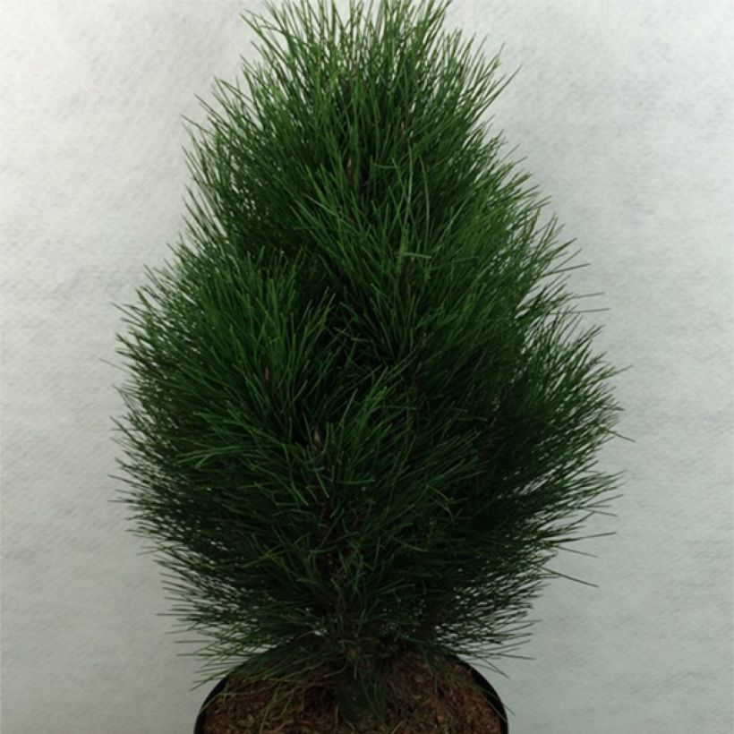 Pinus nigra Green Tower - Schwarzkiefer (Wuchs)