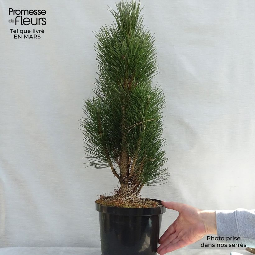 Exemplar von Pinus nigra Green Tower - Schwarzkiefer Topf mit 7,5L/10L wie im Frühjahr geliefert