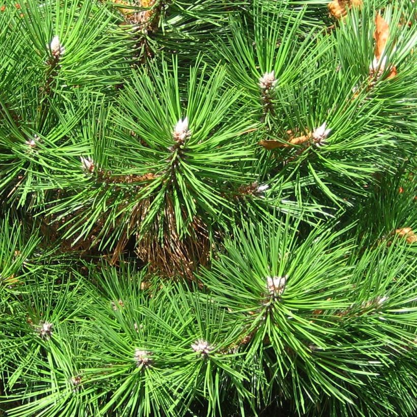 Pinus nigra 'Nana' - Schwarzkiefer (Foliage)