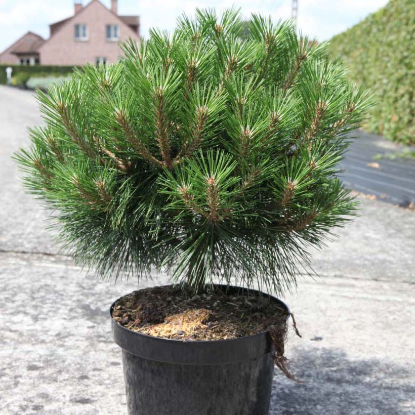 Pinus nigra Brégeon - Schwarzkiefer (Plant habit)