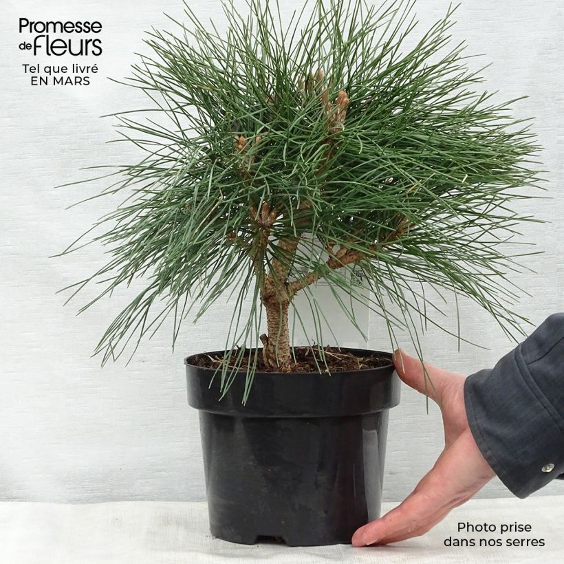 Example of Pinus nigra Brégeon - Schwarzkiefer Topf mit 2L/3L as you get in printemps