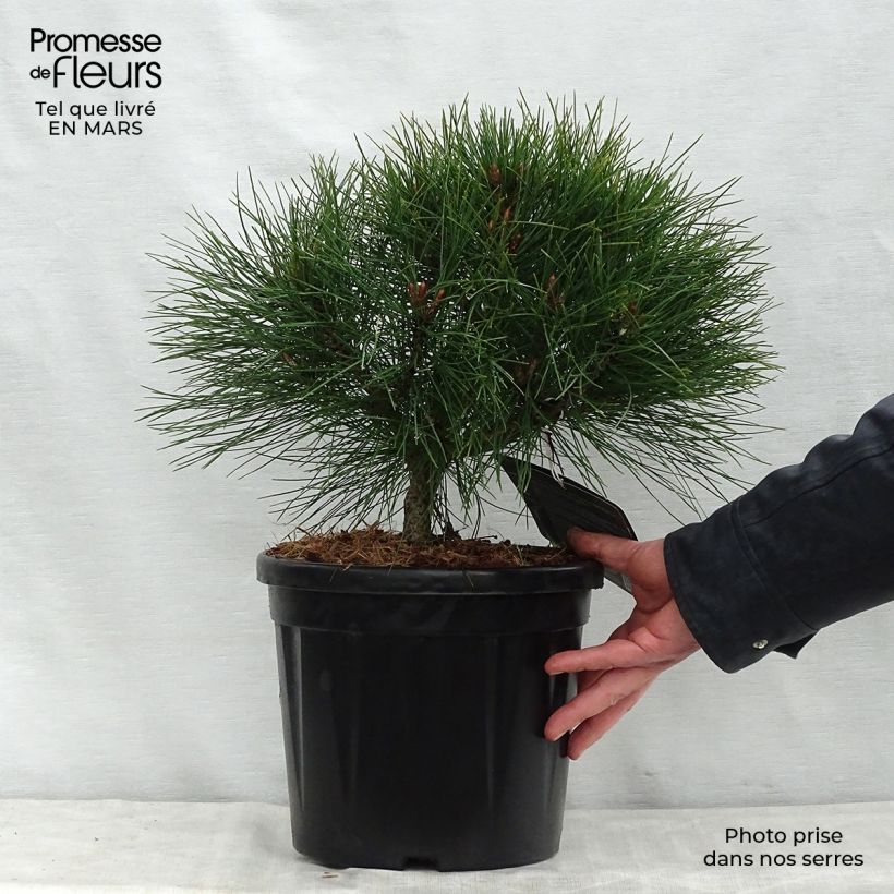 Example of Pinus nigra Brégeon - Schwarzkiefer Topf mit 7,5L/10L as you get in printemps