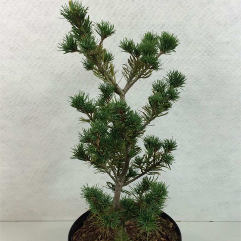 Pinus parviflora Adcock's Pyramid - Mädchen-Kiefer (Plant habit)