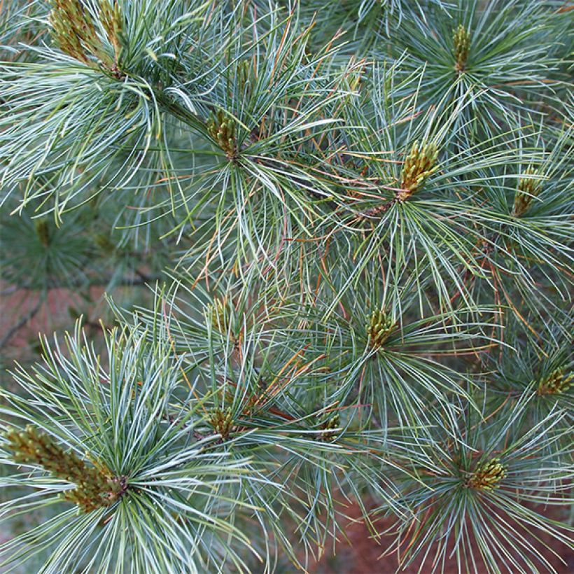 Pinus parviflora Bergman - Mädchen-Kiefer (Foliage)