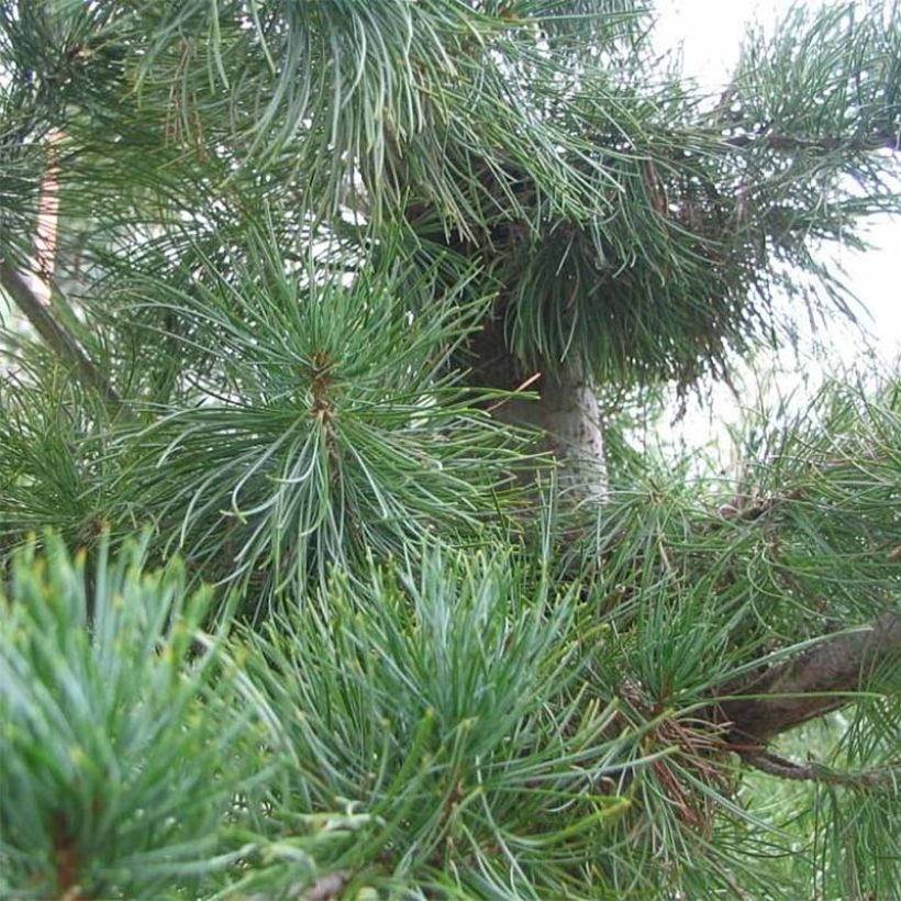 Pinus parviflora Glauca - Mädchen-Kiefer (Foliage)